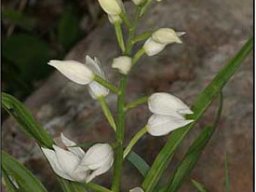 Cephalanthera-longifolia_Mo